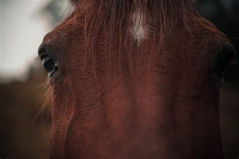 Horse Leg Anatomy Guide and How to Treat Injuries