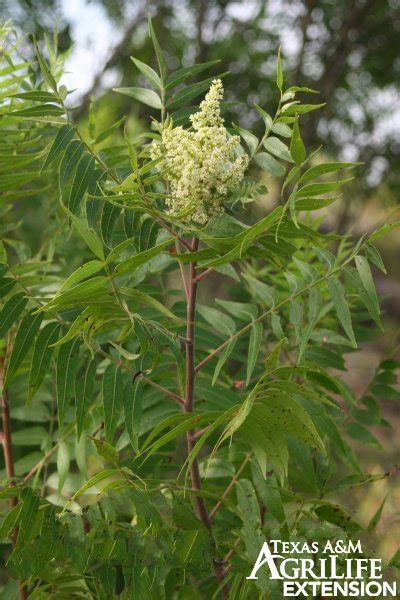 Plants Of Texas Rangelands Flameleaf Sumac