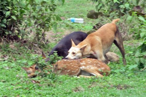 Stray Dogs Killing a Chital Fawn, Muthanga, Kerala | Conservation India