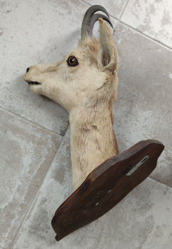 Ancienne Tête D Isard Izard trophée chasse taxidermie massacre Chasseur