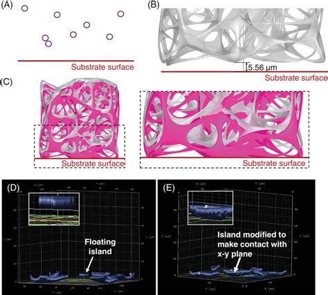 Bioinspired D Microprinted Cell Scaffolds Integration Of Graph Theory