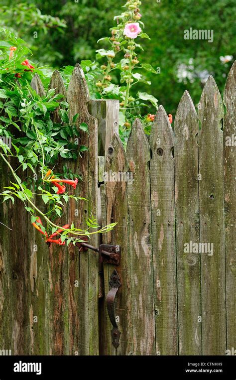 Weathered Fence And Trumpet Vine Stock Photo Alamy