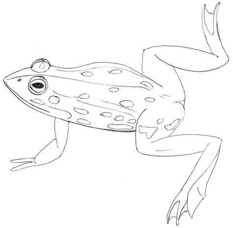 Zeichenanleitung: Frösche und Kröten zeichnen lernen