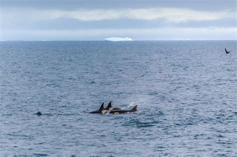 Premium Photo | Group of orca hunting in antarctic waters antarctica