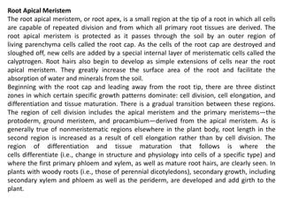 Apical Meristem | PPT