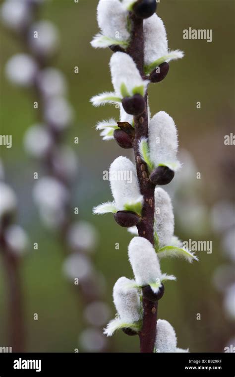Catkins Pussy Willow Stock Photo Alamy