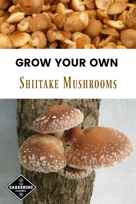 Growing Shiitake Mushrooms At Home Gardening Channel