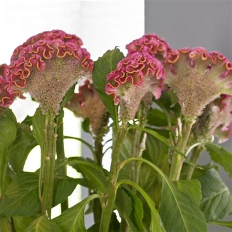 Hanekam Neo Red Celosia Argentea Cristata Garden Living