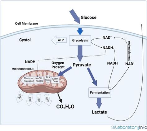 Aerobic And Anaerobic Respiration Diagram