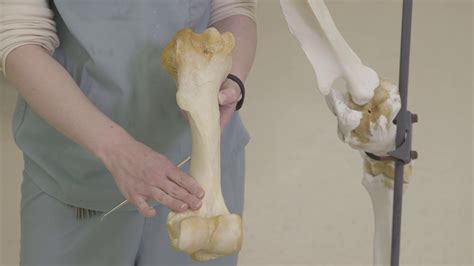 Ungulate Bone Tutorial: Humerus Equine & Bovine - YouTube