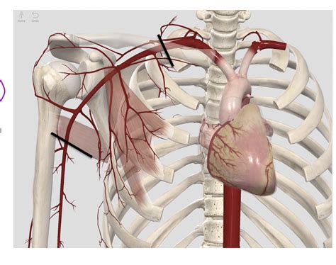 5: Axilla: Axillary Artery Diagram | Quizlet