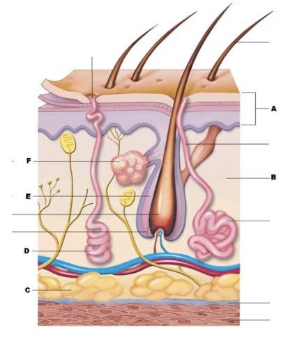 Quiz 2 The Integumentary System Flashcards Quizlet