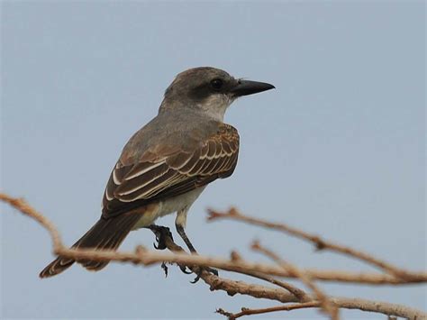 Gray Kingbird - eBirdr