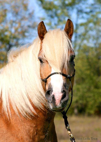 Austrian Hafllinger Horse Horses Beautiful Horses Haflinger Horse