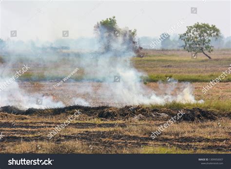 Burning Weeds Fields One Causes Pollution Stock Photo 1309950007 ...