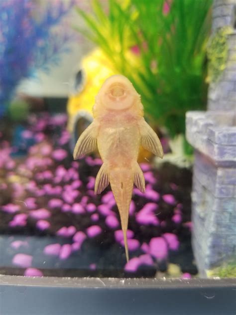 Albino Bristlenose Pleco Complete Guide To Care Breeding Tank Size