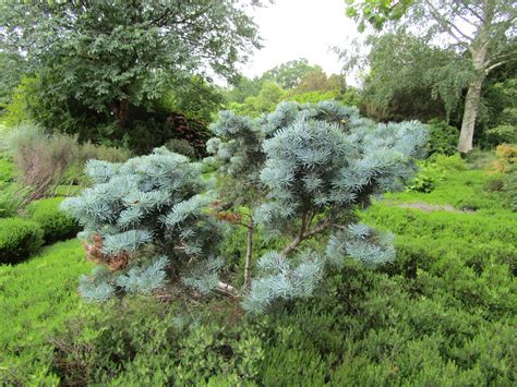 Abies Concolor Compacta A Day Out At Nymans Garden A Flickr