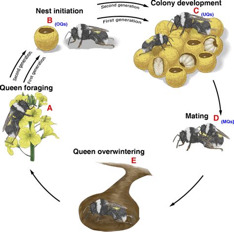 Life Cycle Of Queen Bee