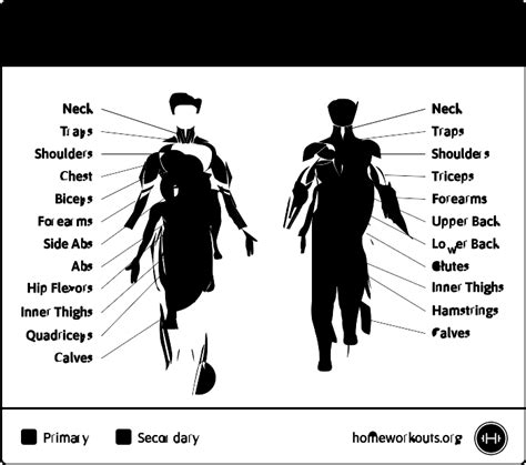 Dumbbell Shoulder Shrug - How To Do Properly & Muscles Worked