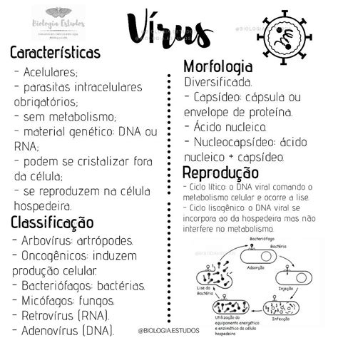 Estrutura Geral Da Bactéria Ensino De Biologia Resumo Ensino de