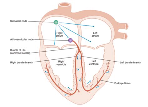 Lecture 14 Cardiac Electrophysiology 2 Flashcards Quizlet