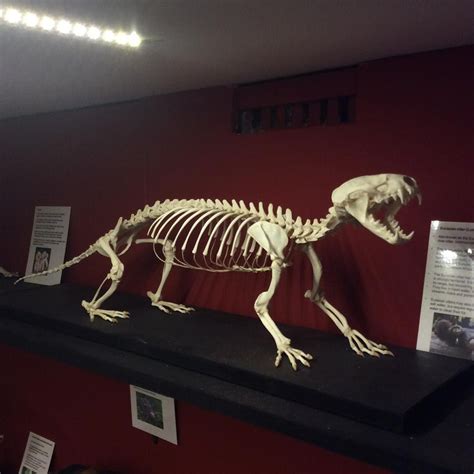 Otter skeleton - Alan Turner (@yorkshire.skeleton.museum) on Instagram ...