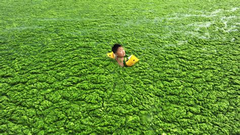 Photos Qingdao Natives Frolic In Annual Tide Of Green Algae