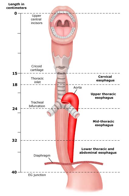 Anatomy Of Esophagus 2200 Hot Sex Picture