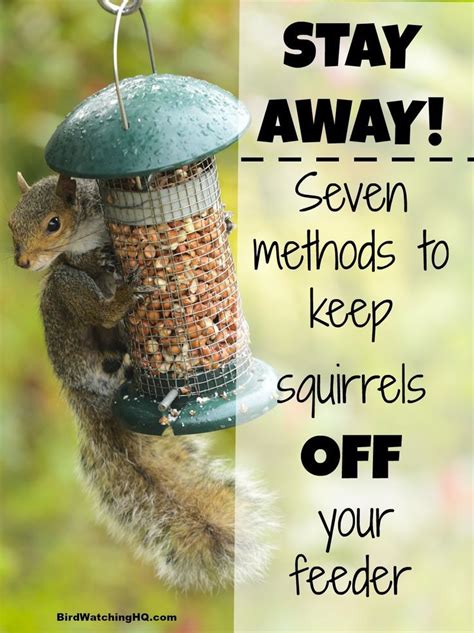 Proven Ways To Keep Squirrels Off Bird Feeders Squirrel