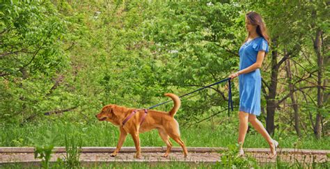 Portare A Spasso Il Cane Quante Volte Dovremmo Farlo