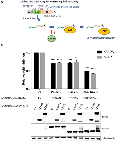 Frontiers Zinc Finger Antiviral Protein Mediated Inhibition Of