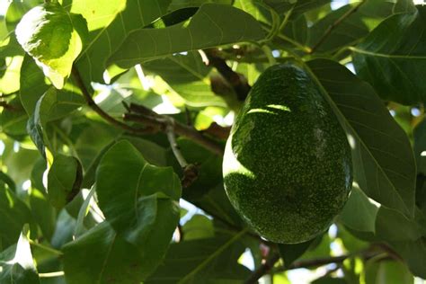 El trasplante inicial de un árbol de aguacate