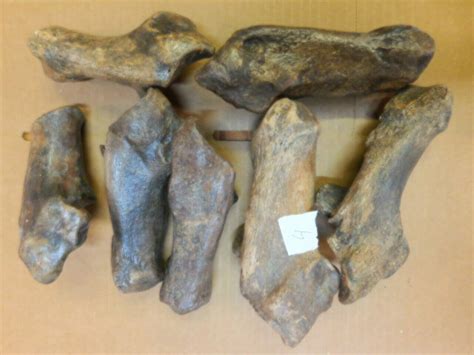 Fossil Bison Heel Bones - Calcaneus - Fossils & Artifacts for Sale ...