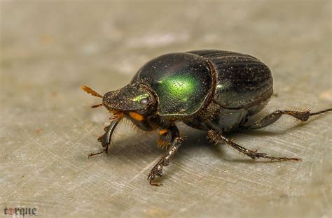 Green Beetle | Green beetle, Beetle, Green