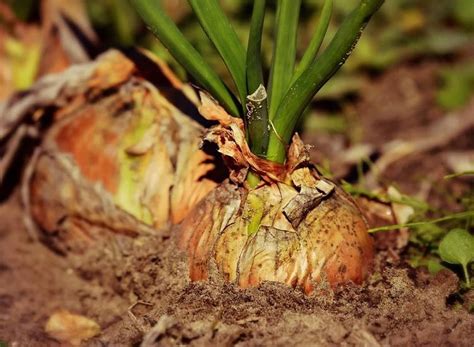 Cultivo De Cebolla Gu A Completa De Cultivo Agrom Tica