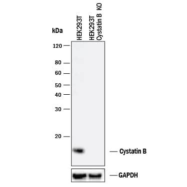 Human Rat Cystatin B Antibody AF1408 R D Systems