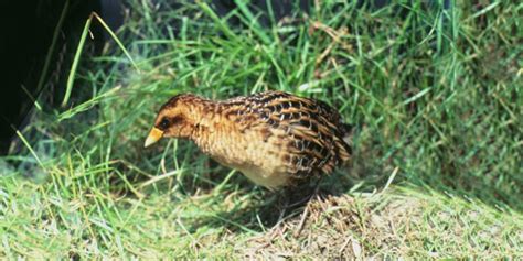 Bird Of The Week Yellow Rail Kern Audubon Society