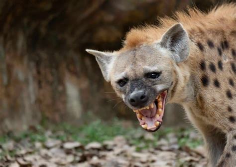 Hyena Behavior - AnimalBehaviorCorner