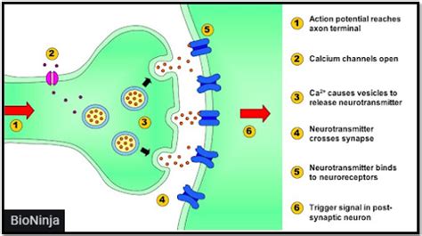 NEURONAL TRANSMISSION Psychopedia Psychology Coaching And Research