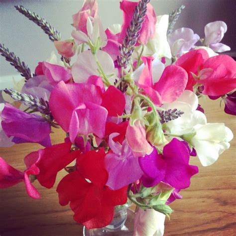 Pretty Sweet Pea Flowers Grown In My Garden With Lavender Scented