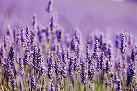 Flowerhead Images – Browse 660,551 Stock Photos, Vectors, and Video ...