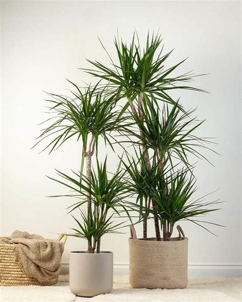 10 Indoor Plants That Look Like Palm Trees Balcony Garden Web