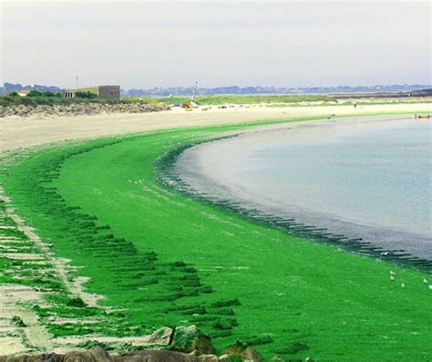 Marées vertes et nitrates le devoir de vérité Eau et Rivières de