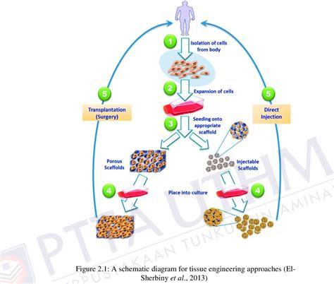 Figure 2 1 From Development Of Chitosan Alginate Silver Nanoparticles Hydrogel Scaffold For Soft