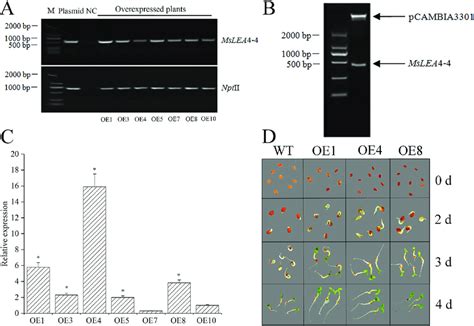 Molecular And Phenotypic Detection Of MsLEA4 4 Overexpressed Plants