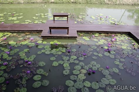 Nannalin Waterlily Gardens Agua Be Waterlelies En Lotus