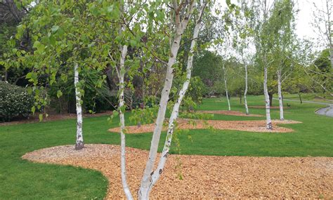 Betula Pendula Silver Birch Tree Order Now For Midlate January