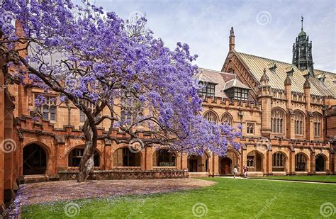 Jacaranda In Bloom At Sydney University In 2015 Editorial Stock Image