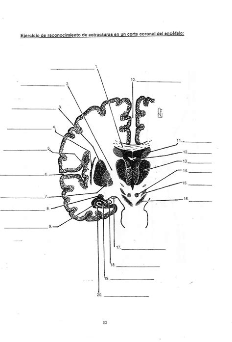 Estudiante De Medicina Apunte De Neuroanatomia De Forlizzi Pro