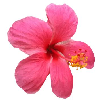 Fresh Pink Hibiscus Flower Image Hibiscus Flower Jobaful Watercolor